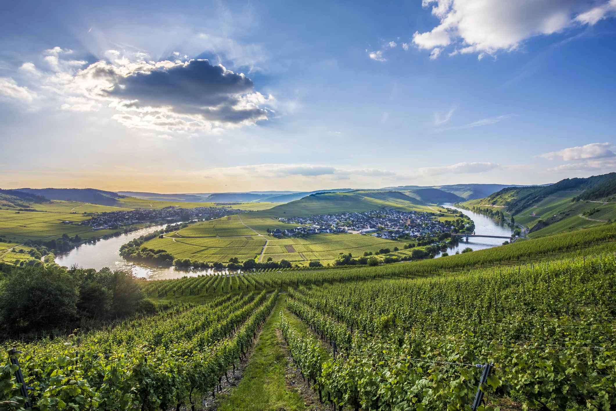 Vibrant green vineyards with a view of the Moselle river bend in the distance